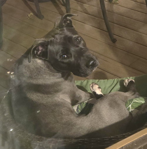 picture of the dog needing adoption