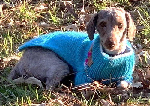 picture of the dog needing adoption