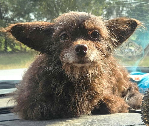 picture of the dog needing adoption
