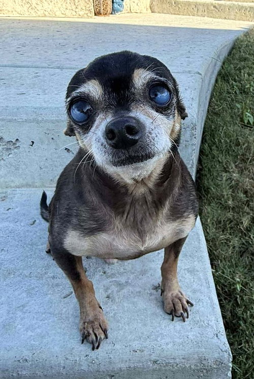 picture of the dog needing adoption