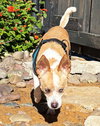 Truly Scrumptious TX - Photo 5