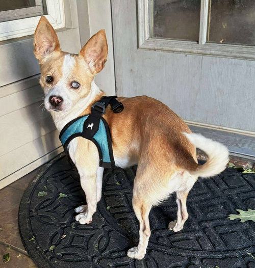 picture of the dog needing adoption