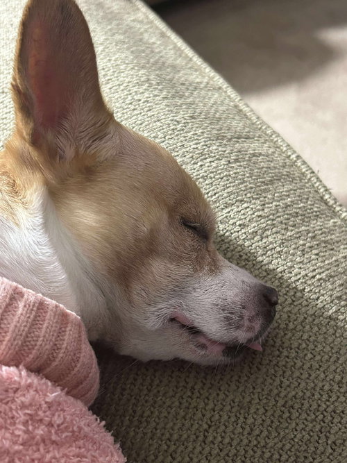 TRULY SCRUMPTIOUS TX - Chihuahua available for adoption