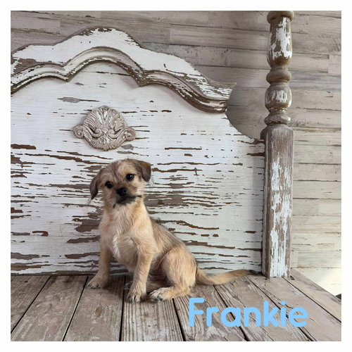 picture of the dog needing adoption