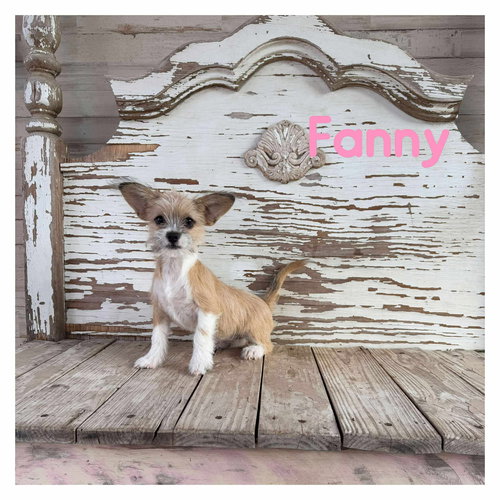 picture of the dog needing adoption