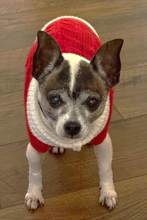 picture of the dog needing adoption