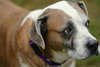 Nac's Maya TX - Photo 2