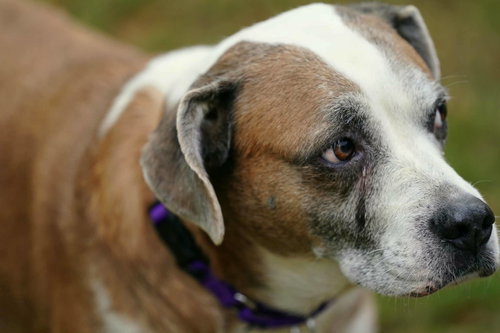 NAC'S MAYA TX - Pit Bull Terrier / Boxer available for adoption
