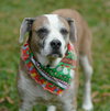 Nac's Maya TX - Photo 4