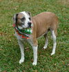 Nac's Maya TX - Photo 7