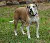 Nac's Maya TX - Photo 8
