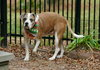 Nac's Maya TX - Photo 10