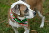 Nac's Maya TX - Photo 11