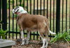 Nac's Maya TX - Photo 12
