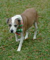 Nac's Maya TX - Photo 15