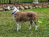 Nac's Maya TX - Photo 16