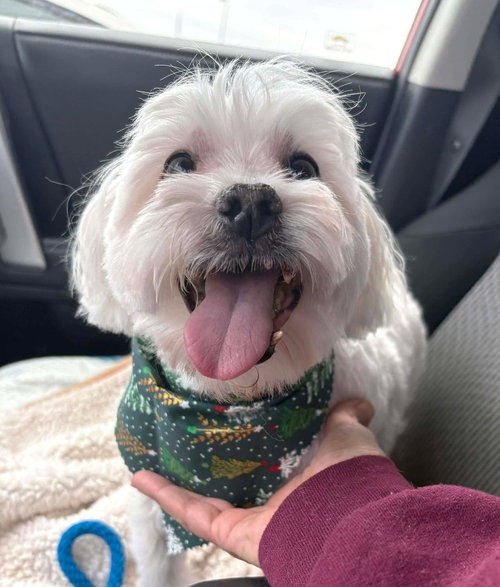 NIGIRI TX - Maltese available for adoption