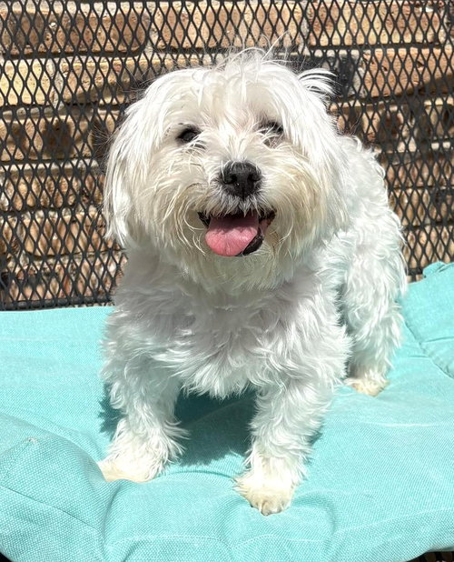 picture of the dog needing adoption
