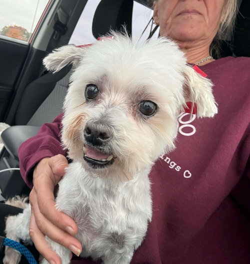 picture of the dog needing adoption