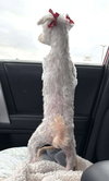 Poki TX - Photo 11