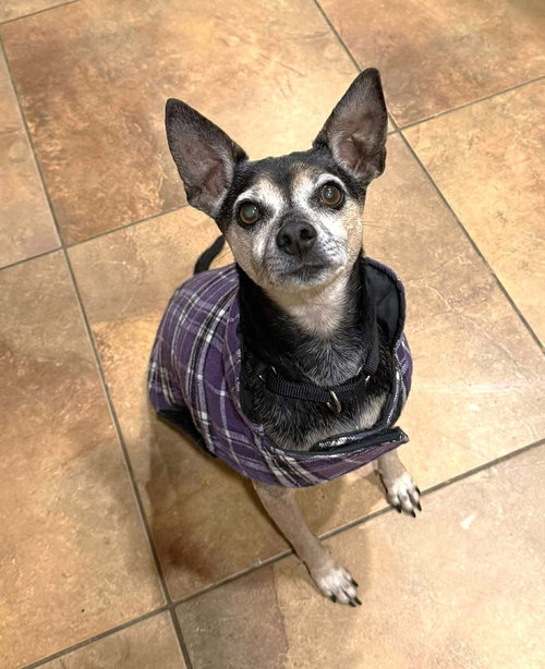 picture of the dog needing adoption