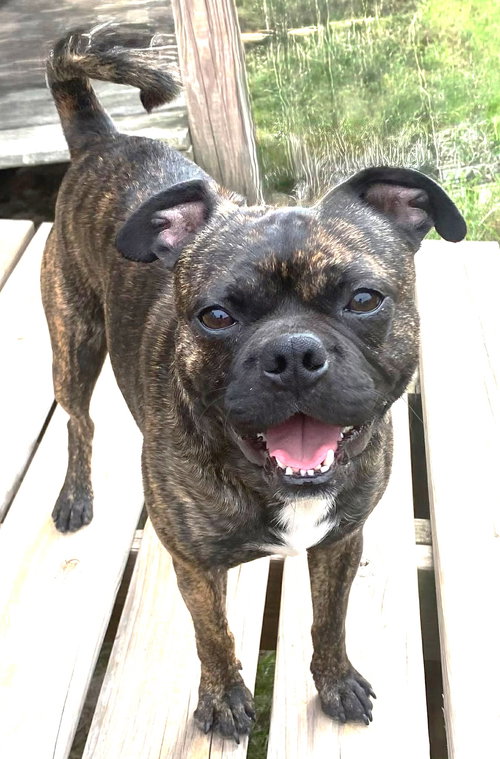 picture of the dog needing adoption