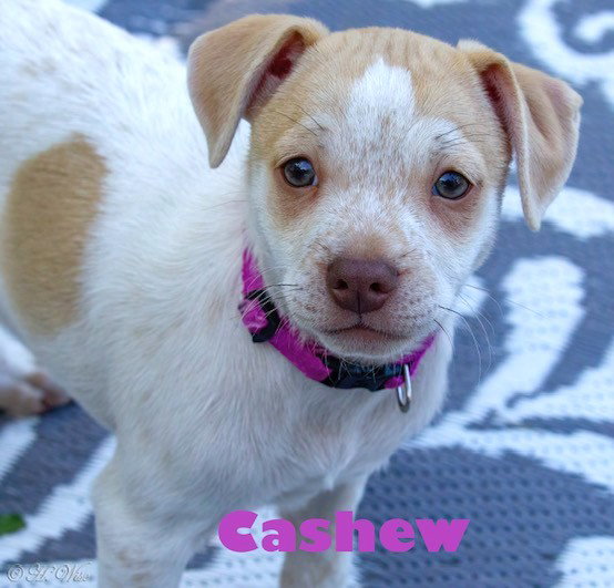 Heather's Cashew TX