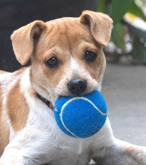 picture of the dog needing adoption