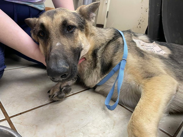 Ruger GSD TX
