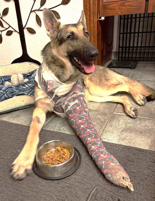 picture of the dog needing adoption