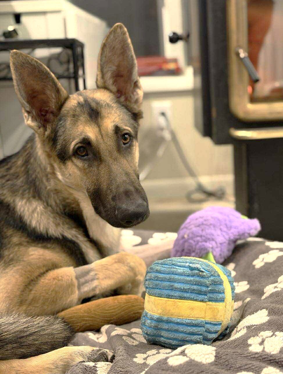 Ruger GSD TX Image