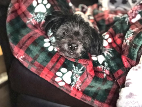 picture of the dog needing adoption