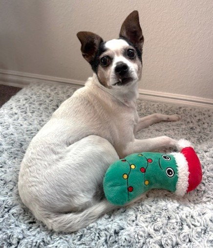 picture of the dog needing adoption