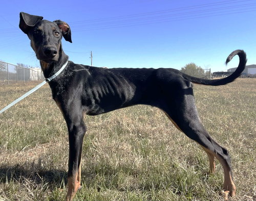 picture of the dog needing adoption