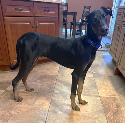 Kofta TX, an adoptable Doberman Pinscher in Boonton, NJ