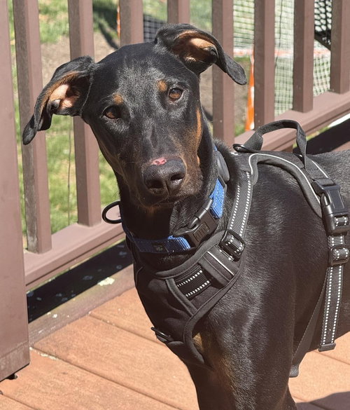 picture of the dog needing adoption
