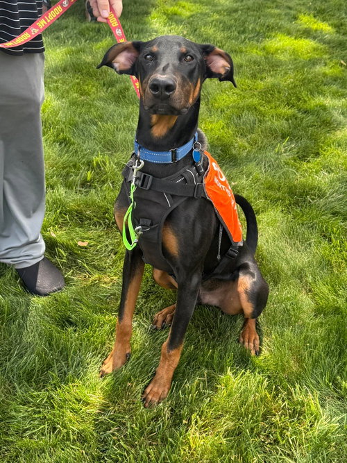 Kofta TX, an adoptable Doberman Pinscher in Boonton, NJ