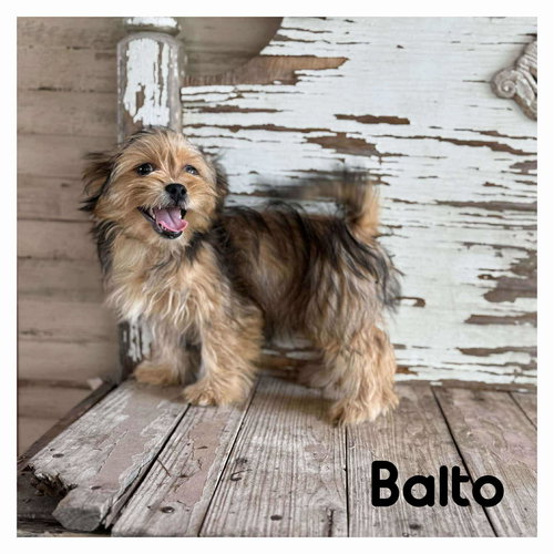picture of the dog needing adoption