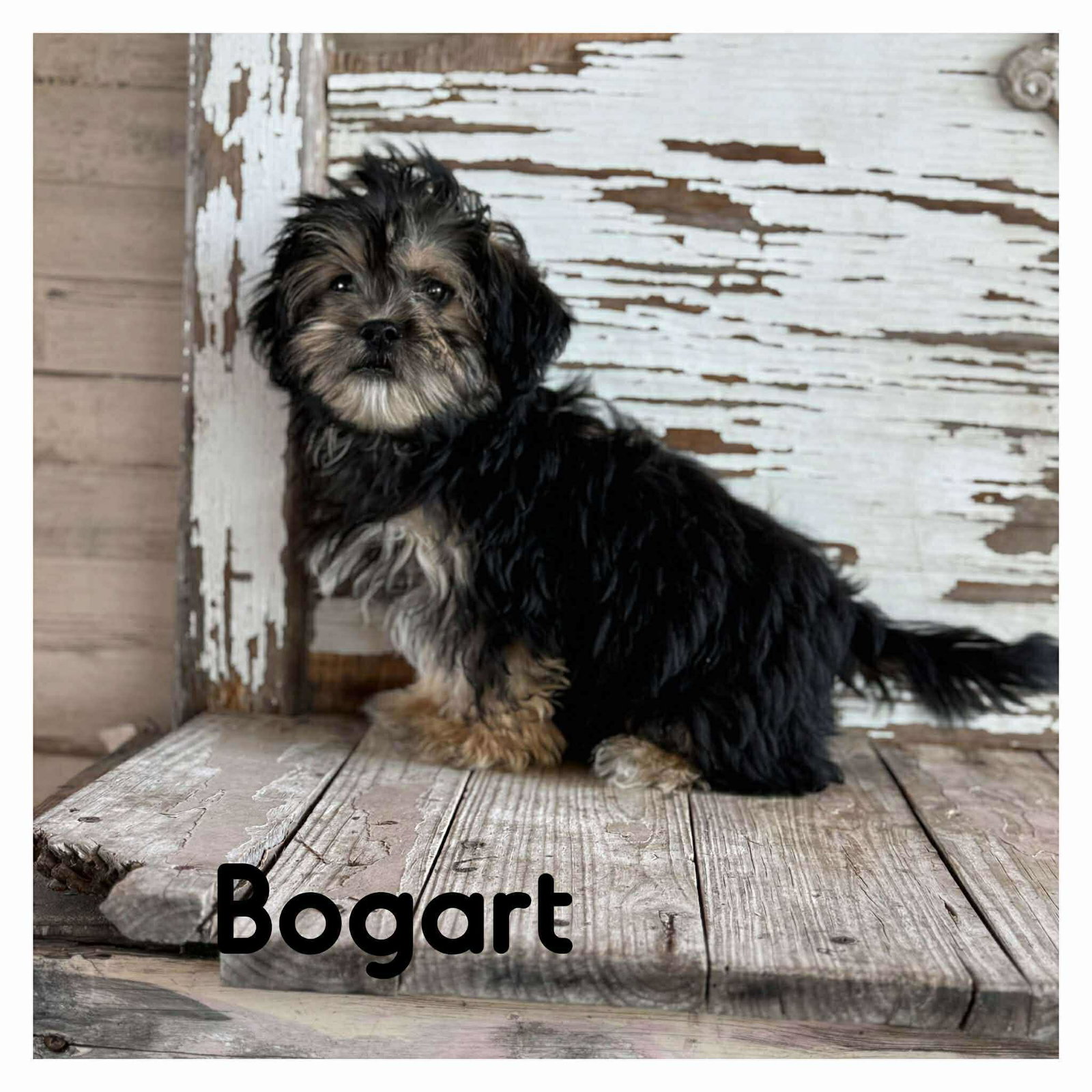 Nathalie's Bogart TX Image