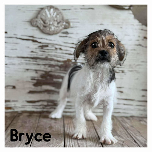 picture of the dog needing adoption