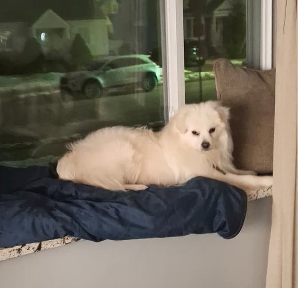XP Mochi - NJ