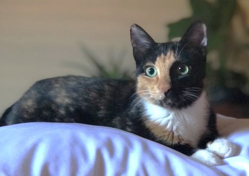XP Fig, Adult Calico (short coat), cat for adoption in Clifton, New Jersey
