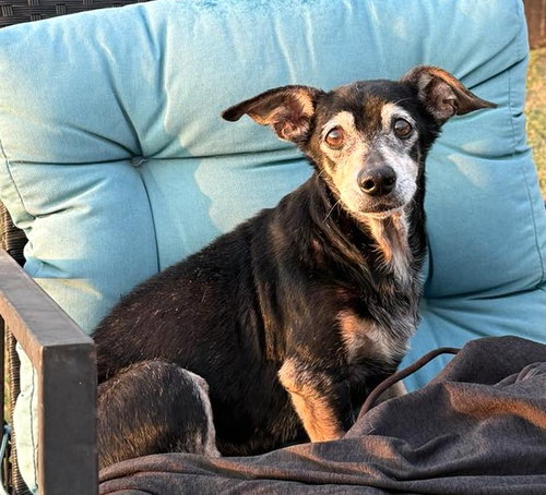 Ryder TX, an adoptable Dachshund in Boonton, NJ