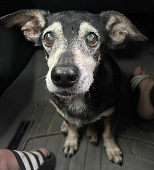 picture of the dog needing adoption