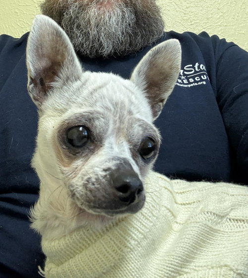Edna the Spicy Chi TX, an adoptable Chihuahua in Boonton, NJ