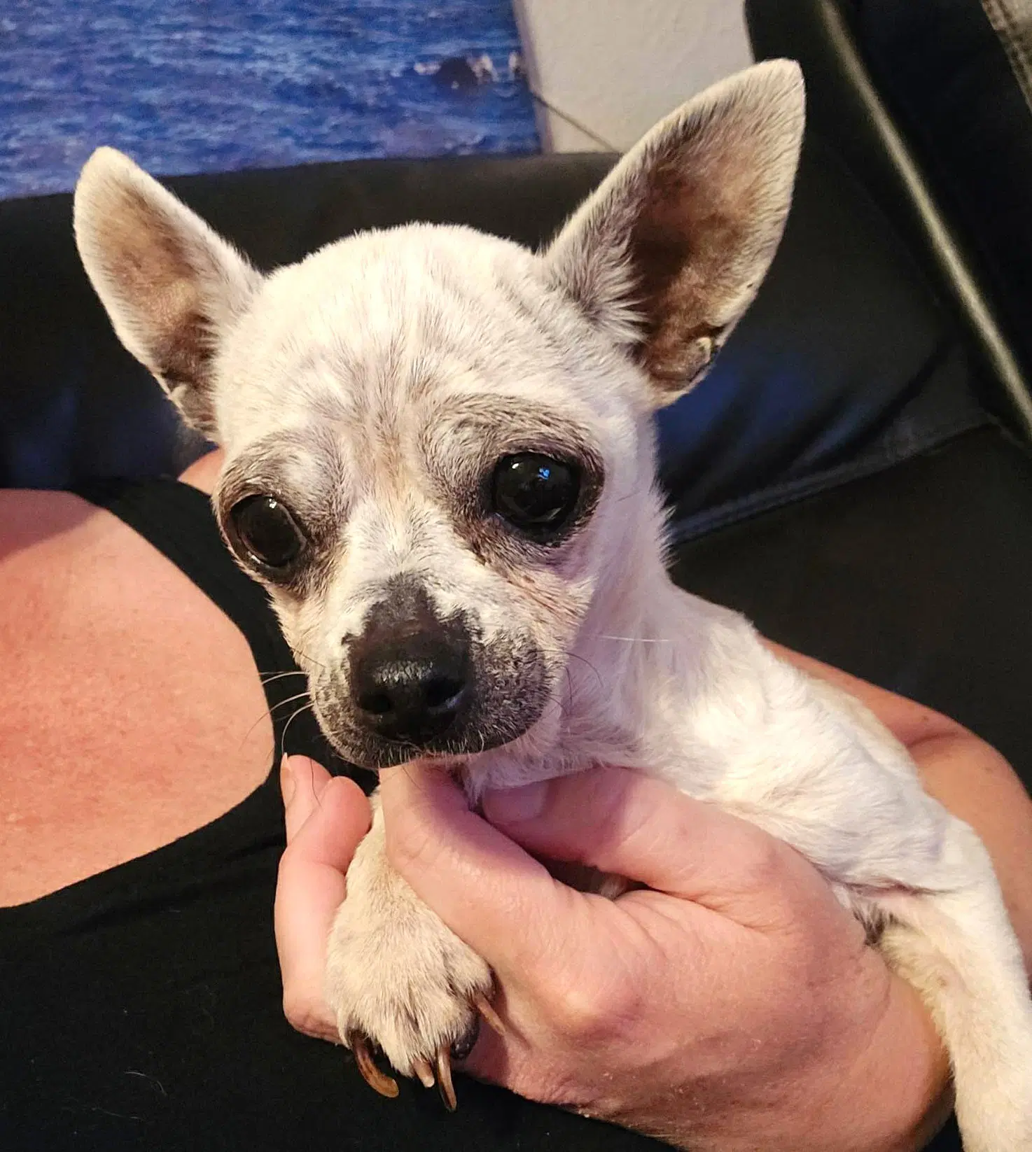 Edna The Spicy Chi Tx image 3