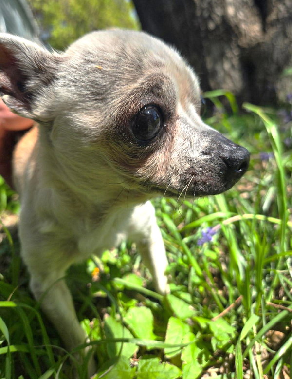 Edna the Spicy Chi TX