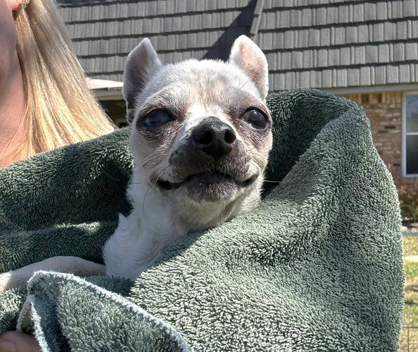 Edna the Spicy Chi TX