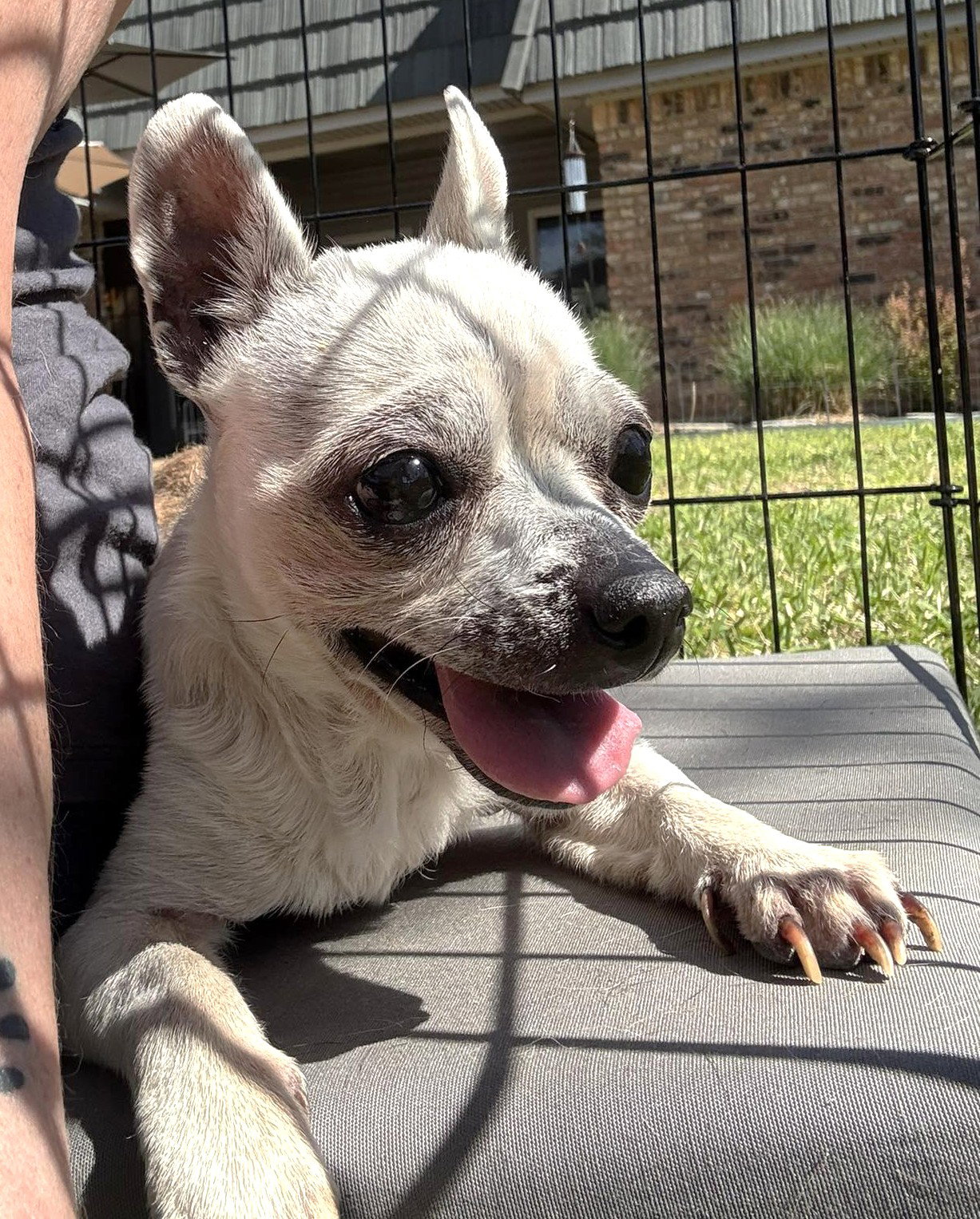 Edna the Spicy Chi TX, photo 13