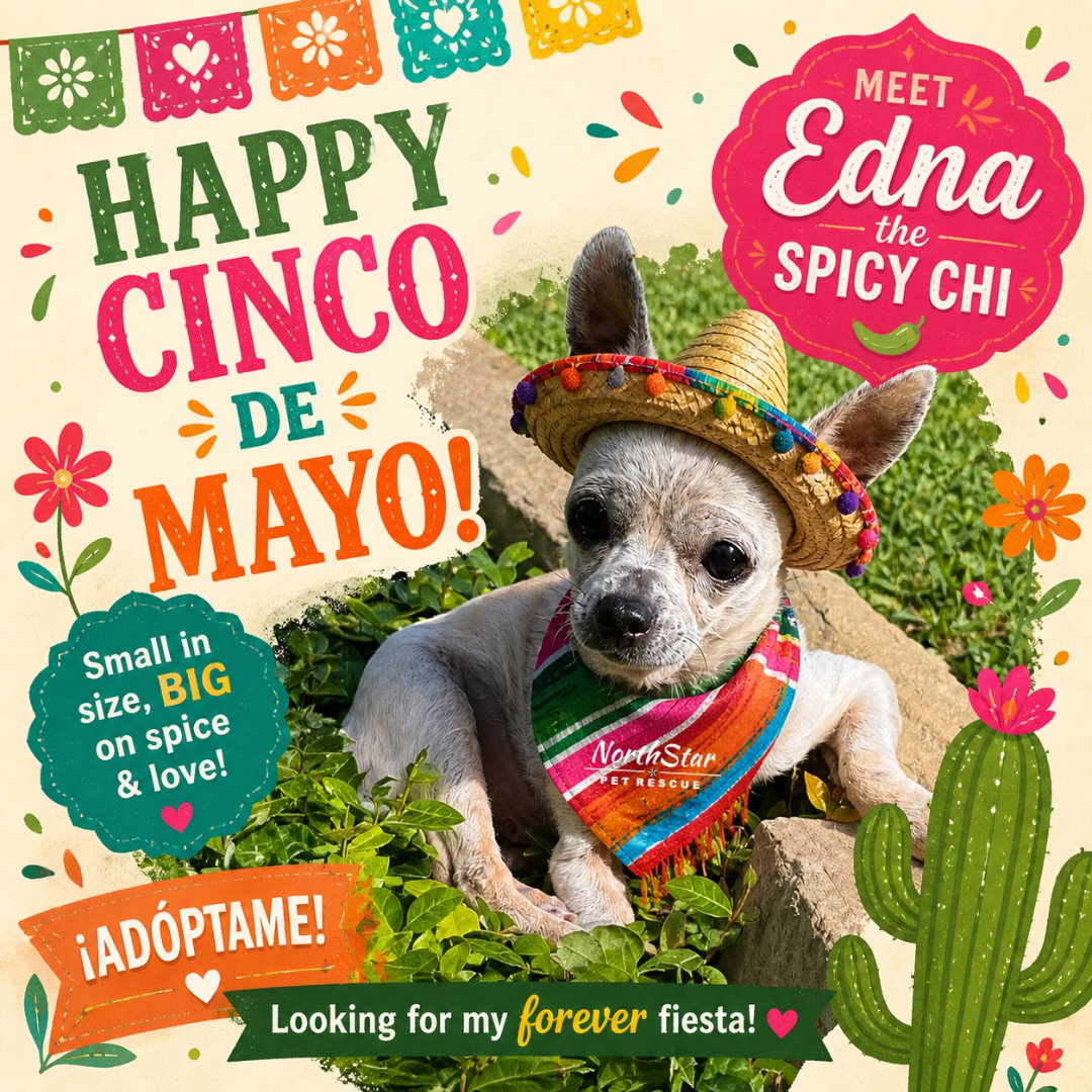 Edna the Spicy Chi TX Image